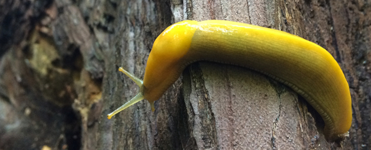 A wide photograph of a bright yellow banana slug on a tree.